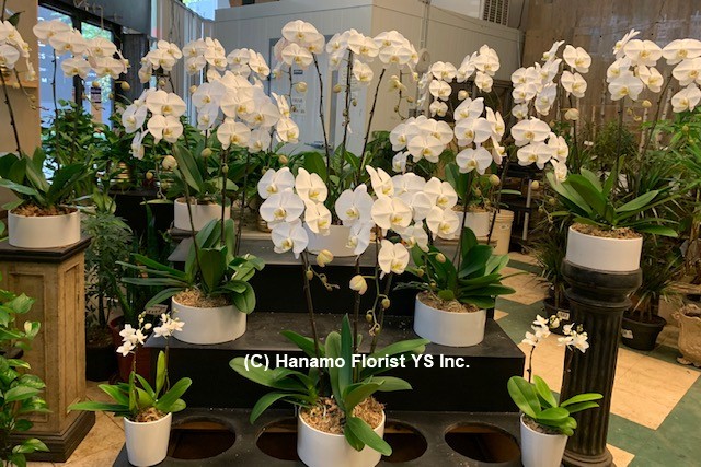 ORCH107 Gorgeous Orchid displays